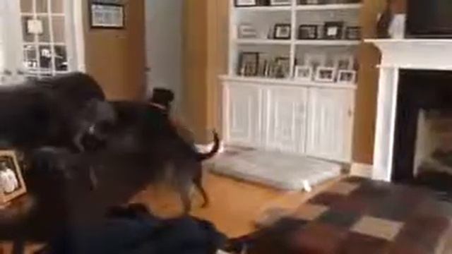 Собака расставляет мебель по феншую смотреть онлайн