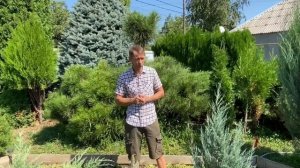 Где сажать хвойные растения на солнце,в полутень или в тень? питомник «Хвойный дворик»