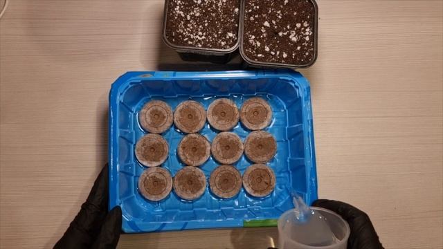 Эустома взойдёт 100%! ПОШАГОВАЯ инструкция посева и СЕКРЕТЫ выращивания смотреть онлайн