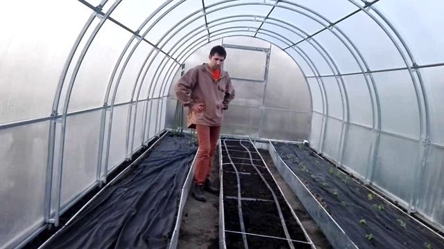 Капельный полив в теплице, посадка рассады помидор в 2016г смотреть онлайн