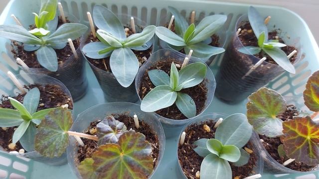 ГЛОКСИНИИ, ЭУСТОМЫ , ЧЕРЕНКИ ПЕЛАРГОНИЙ ? смотреть онлайн