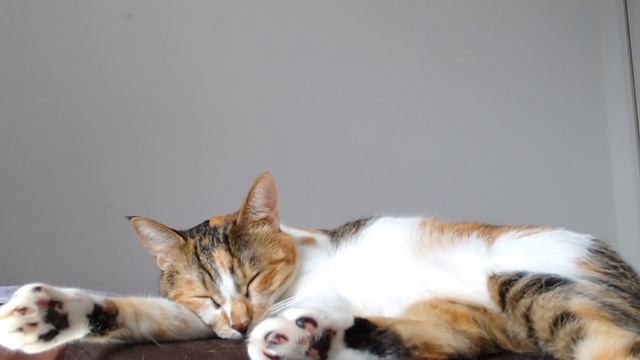 528Hz Healing Music to Calm Your Cat - Stress Relief, Relaxation смотреть онлайн