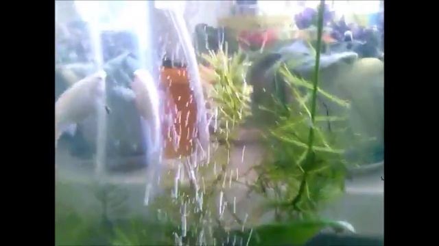 Беременная молли смотреть онлайн