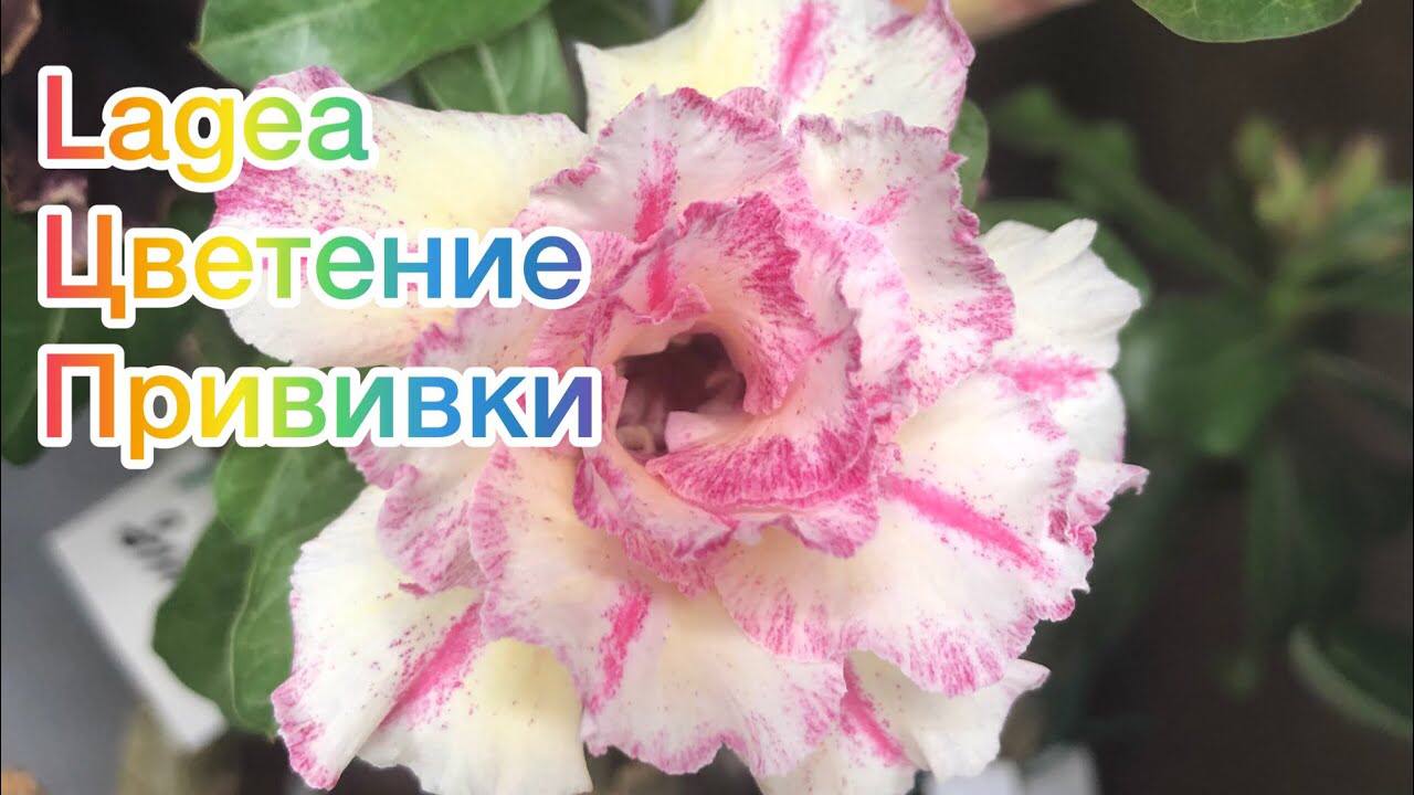 Адениум. La gea! смотреть онлайн