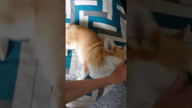 Наглая корги Элис / Вельшкорги отвоевывает место / Корги смотреть онлайн