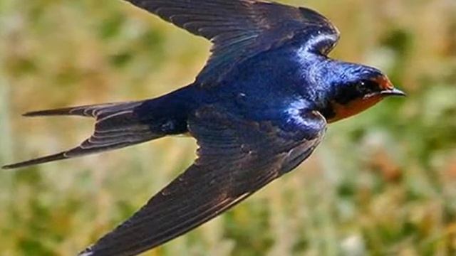 Ласточки смотреть онлайн