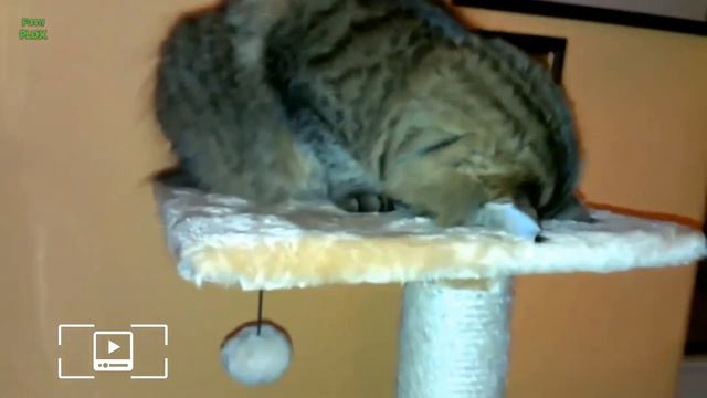 Спящие котики смотреть онлайн