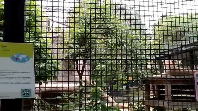 В зоопарке красный волк пума ирбис Дальневосточный леопард евразийская рысь Москва весной днем смотреть онлайн