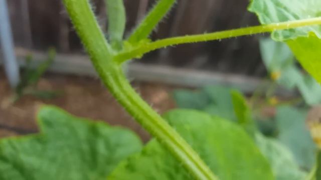 How to Prune Cucumbers & Identify Suckers смотреть онлайн