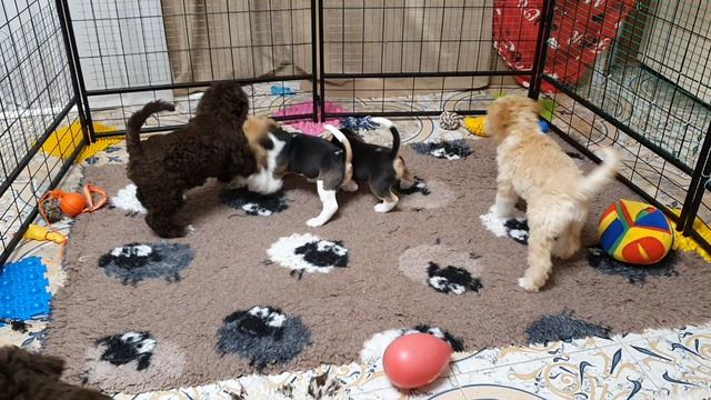 Лаготто и бигли.mp4