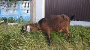 Моя коза Марта, или в каком возрасте лучше покрывать коз.