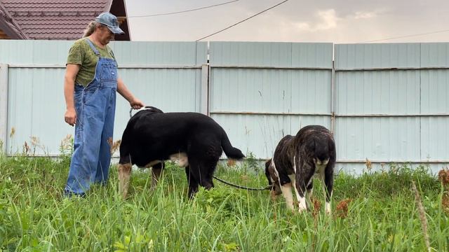 Малыш. 17 месяцев. Кобель по БУЛЬДОЗЕРУ ТОПАЗУ. САО/алабай. РКФ/FCI.+79157787787 смотреть онлайн