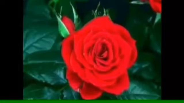 Dita e bajramit zoti uadhasht atë çekeni nga Gresa Ajeti смотреть онлайн