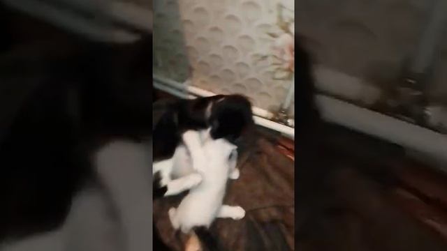 Белый котенок с черным хвостом смотреть онлайн