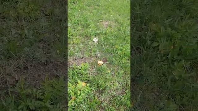 Феськи май грибной урожай смотреть онлайн