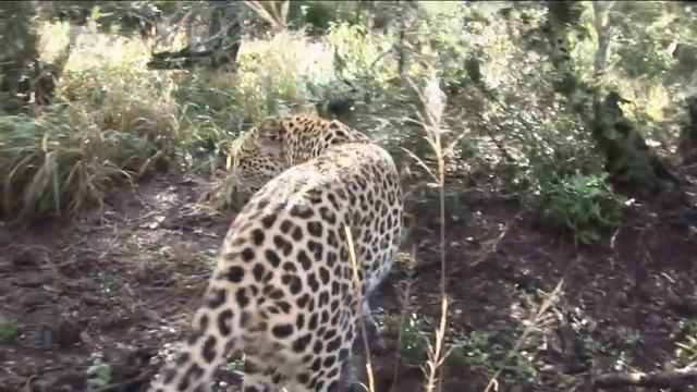 Как живет леопард в заповеднике смотреть онлайн