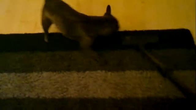 Carpet cleaning with French bulldog / Пылесосим ковер с собачкой смотреть онлайн