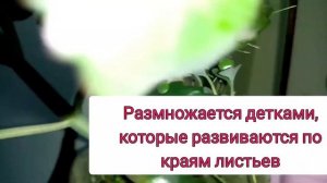 Посадка черенка каланхоэ Блоссфельда. Уход в домашних условиях.