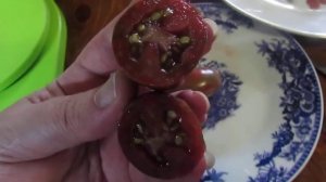 Томат Павлинье перо!