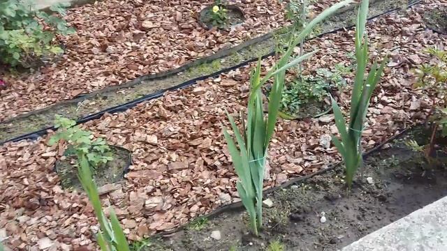 Сосновая кора в дизайне... смотреть онлайн