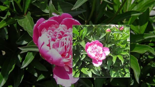 Пионы и гвоздики.Peonies and carnations. смотреть онлайн