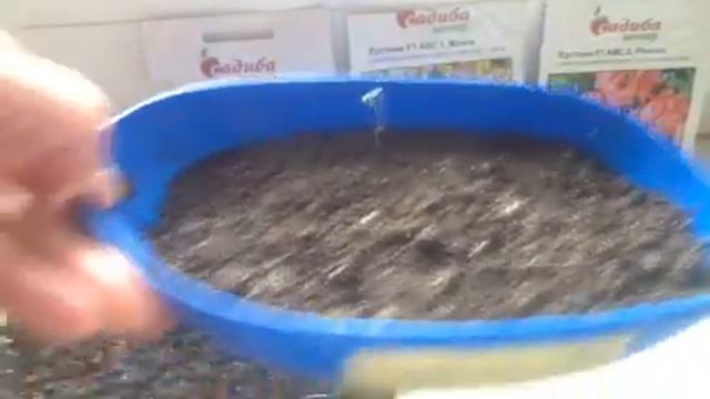 Гелиотроп, эустома,вербена - первые всходы ! смотреть онлайн