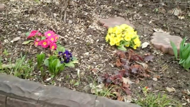 356_Самый ранний и самый долгоцветущий первоцвет. И это примула. смотреть онлайн