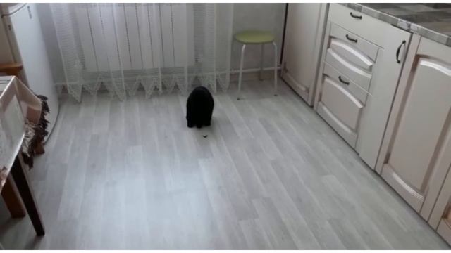 Домашние хищники смотреть онлайн