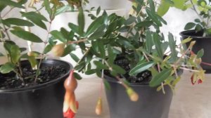 Карликовый гранат Нана в домашних условиях - формирование, уход