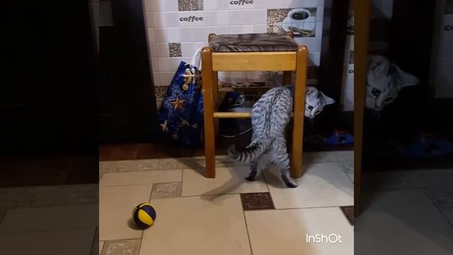 Кошкины игры. Моя Моника. смотреть онлайн