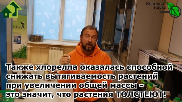 ХЛОРЕЛЛА или СПИРУЛИНА? Что лучше? Обзор двух суперфудов и удобрений.