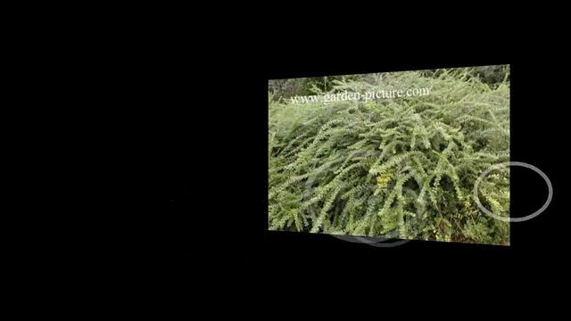 Lonicera Nitida Para Aulaagroforestal