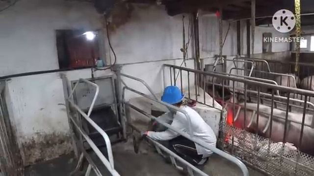 ‼️ОБНОВЛЕНИЕ СВИНАРНИКА ‼️МОЮ, КРАШУ, ШТУКАТУРЮ ‼️ПРОДАЖА ПОРОСЯТ ? смотреть онлайн