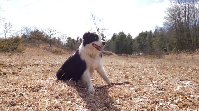 4 Types of COLLIE DOG BREEDS 🐕 Do You Know Them All? смотреть онлайн