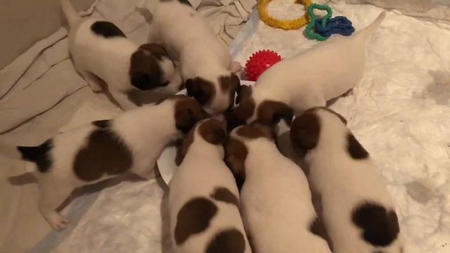 Как кормить трёх недельных щенков? Первый прикорм щенков сухим кормом?  Щенки ? Джек Рассел Терьер