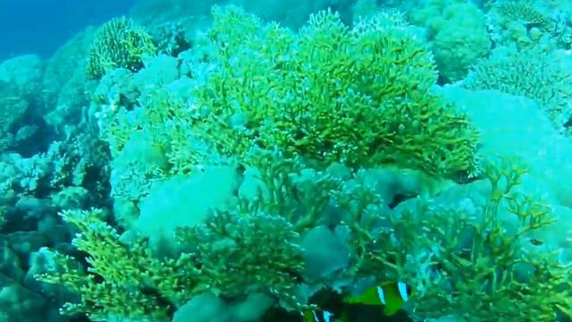 Anemon Fish @Sharm 12/12' смотреть онлайн