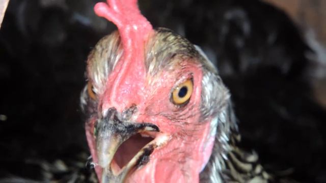 домашняя курица несет яйца - the chicken lays eggs смотреть онлайн