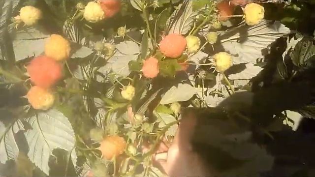 Янтарь - поздний ремонтантный сорт с янтарно-розовой ягодой смотреть онлайн
