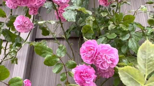 Lavender Lassie (Climbing Roses) смотреть онлайн