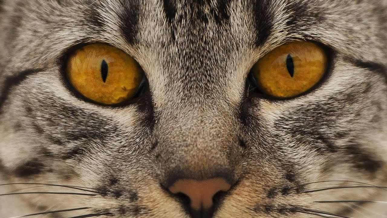 Смешные Приколы с Котами 2024 | Прикольная Подборка | Смешные Коты #приколы смотреть онлайн