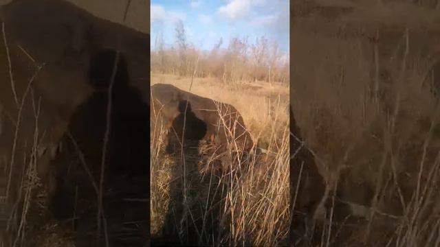 Поведение Крупного Рогатого СКОТА Коровы на воле 🙂 смотреть онлайн