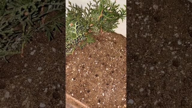 Живая изгородь из туй - мечта! / Подсолнухи / Загородная жизнь / Ландшафтный дизайн / Лайфхаки смотреть онлайн