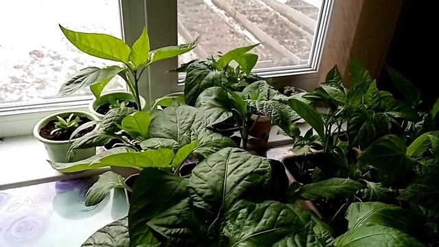 Тля на рассаде перца! Избавляемся быстро от тли!