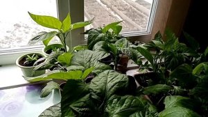 Тля на рассаде перца! Избавляемся быстро от тли!