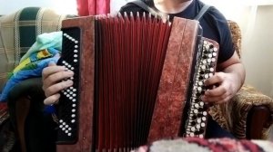 Конь (Выйду ночью в поле с конём...) на баяне.