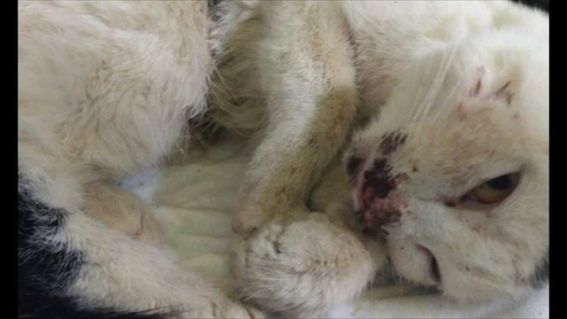 "СС" ("Собачий Сёгун") | Республика Татарстан смотреть онлайн