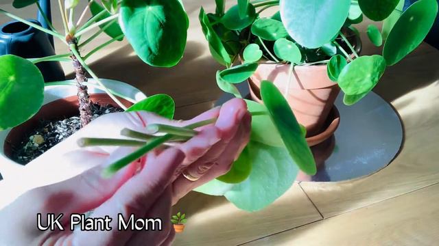 EASY LEAF PROPAGATION IN WATER / WITH Results /Pilea Peperomioides смотреть онлайн