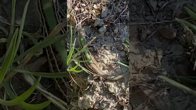 Очень храбрая ящерица. Крым. Теке-Атан-Кая. 2022 смотреть онлайн