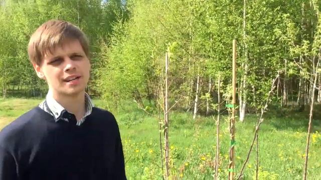 Посадка плодовых деревьев руками собственников