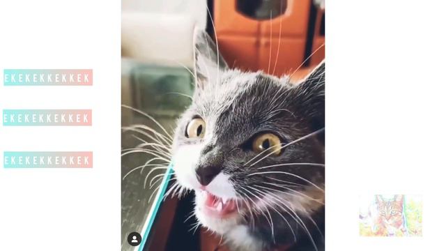 Cats Chirping And Chattering. EKEKEKKEKKKEK